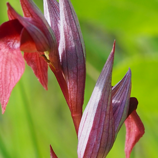 Serapia lingua